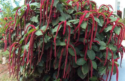 Planta Coadă de maimuţă, o plantă din sudul Pacificului