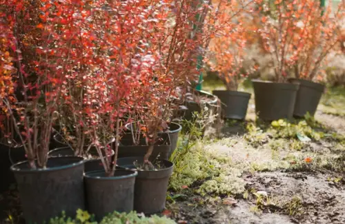 Cum ar trebui sa iti aranjezi gradina in 2024