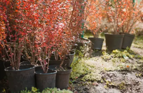 Cum ar trebui sa iti aranjezi gradina in 2024