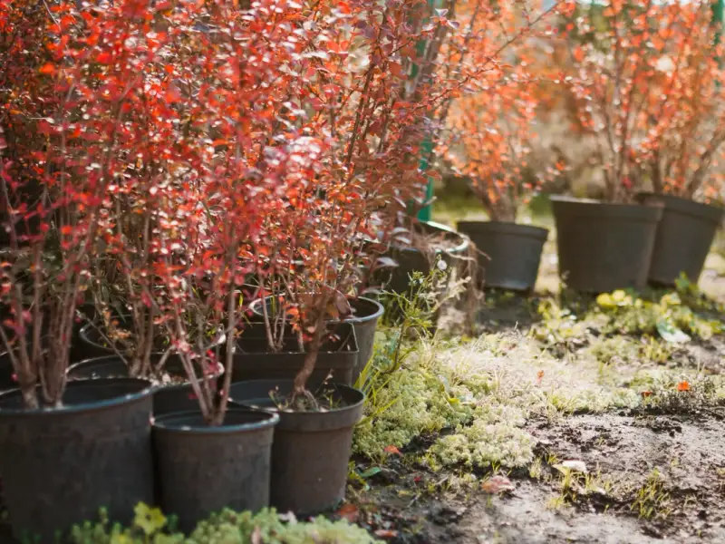 Cum ar trebui sa iti aranjezi gradina in 2024