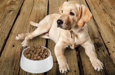 Choosing Food for Your Dog Based on Age
