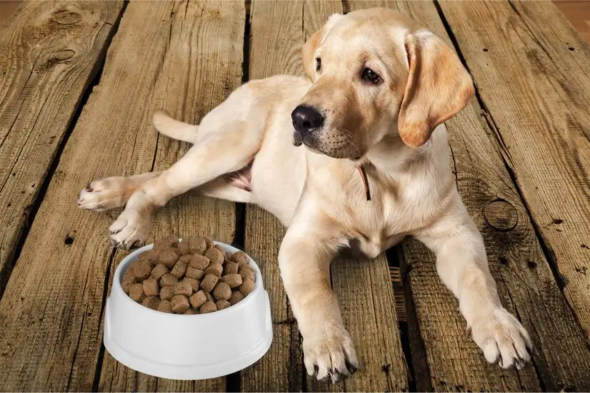 Choosing Food for Your Dog Based on Age