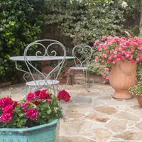 Udarea mușcatelor din ghivecele din curte: lucruri mai puțin știute