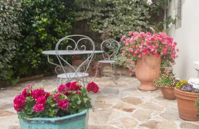 Uncovering Hidden Secrets of Stinging Nettles in Courtyard Pots