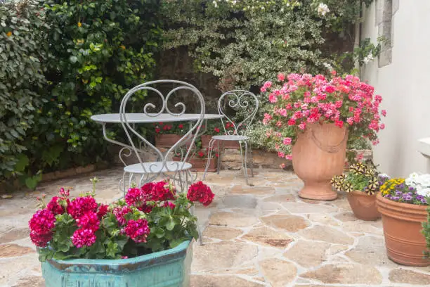 Udarea mușcatelor din ghivecele din curte: lucruri mai puțin știute