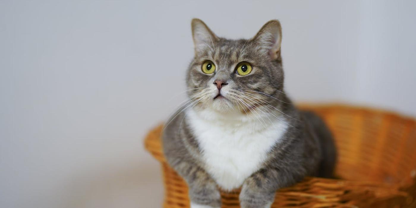 Beneficiile Hranei Umede pentru Pisici: O Alegere Nutritiva Pentru Bunastarea Felinelor Tale