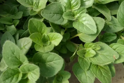 TUTORIAL: Cum sa plantezi si sa cresti oregano? (VIDEO)
