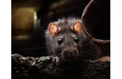 Servicii de deratizare pentru șobolani