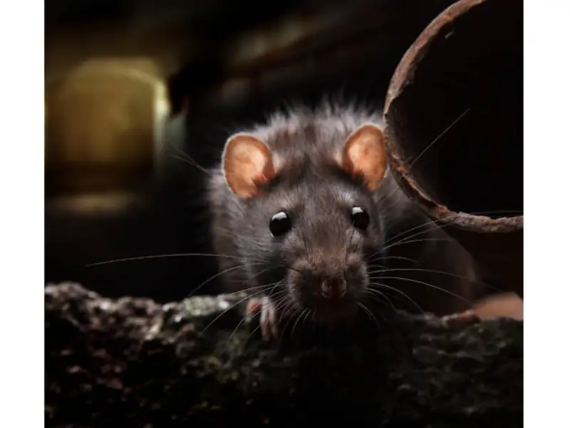 Servicii de deratizare pentru șobolani