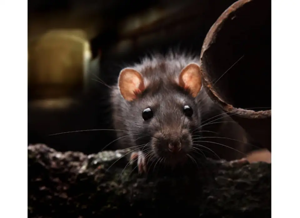 Rodent Control Services