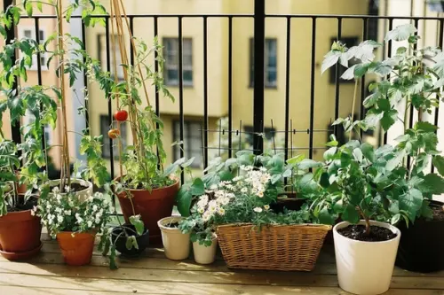 5 plante aromatice pentru gradinile de interior