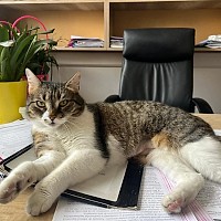 Specialistul în PR de la Primăria Sectorului 6