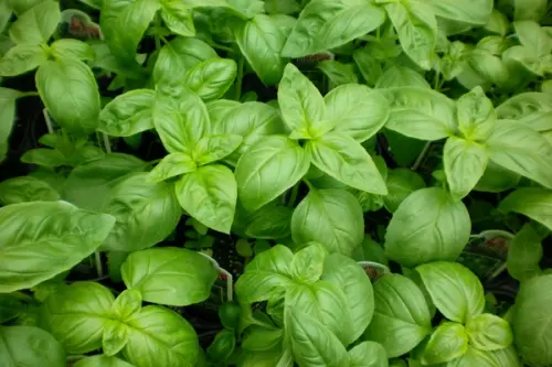 TUTORIAL: Cum plantam busuioc? (VIDEO)