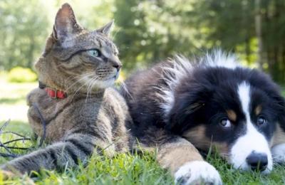 Sâmbătă, 5 august, ASPA organizează un nou târg de adopții de câini și pisici