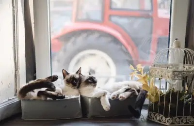 Home and Garden Decor Inspired by Cats: Pleasant and Functional Design Ideas