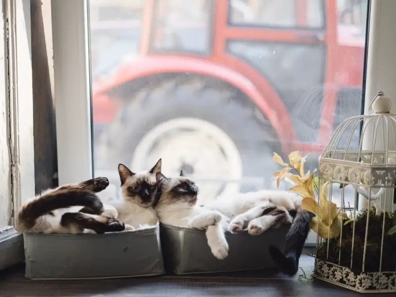 Decor pentru casă și grădină inspirat de pisici: Idei de design plăcut și funcțional