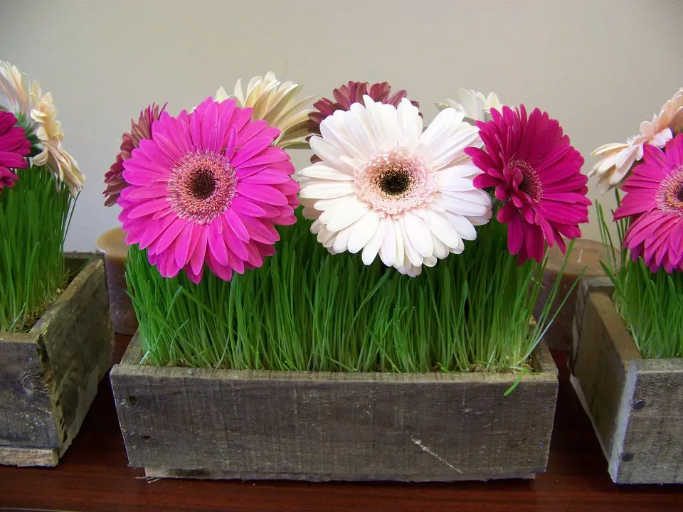 Cum se planteaza si cum se creste gerbera?