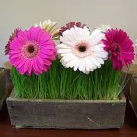 Cum se planteaza si cum se creste gerbera?