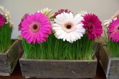 Cum se planteaza si cum se creste gerbera?