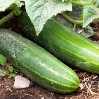 Plantarea companion: cum plantele se ajută reciproc în grădină