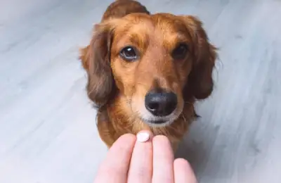 Internal Parasite Control in Dogs and Cats: An Essential Guide for New Owners