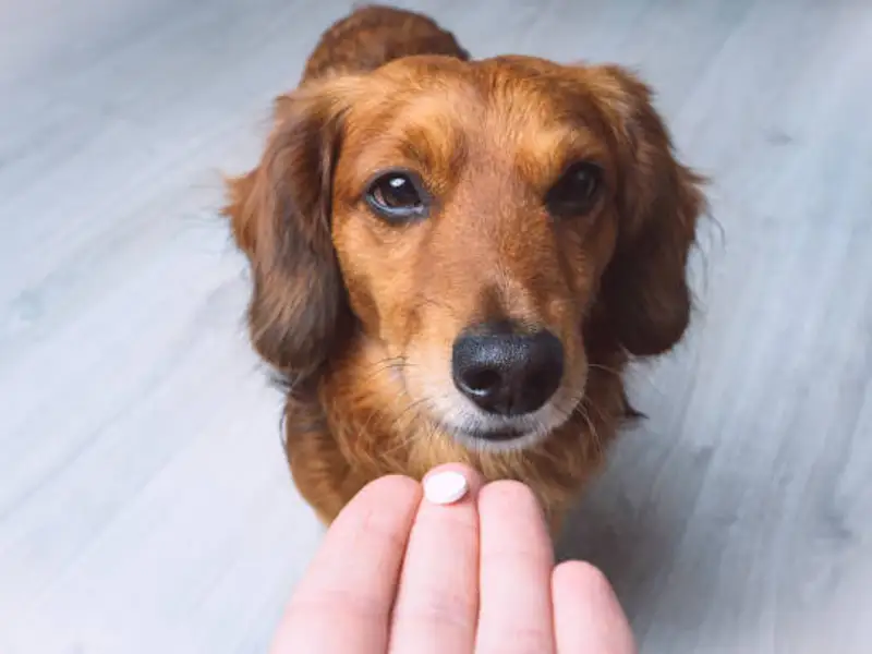 Deparazitarea internă la câini și pisici: un ghid esențial pentru noii stăpâni