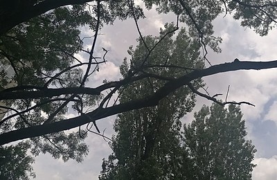 Primăria Sectorului 2 va interveni pentru siguranța cetățenilor: Toaletarea și defrișarea a 3.000 de arbori periculoși