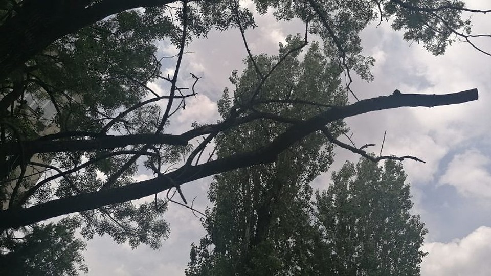 Primăria Sectorului 2 va interveni pentru siguranța cetățenilor: Toaletarea și defrișarea a 3.000 de arbori periculoși