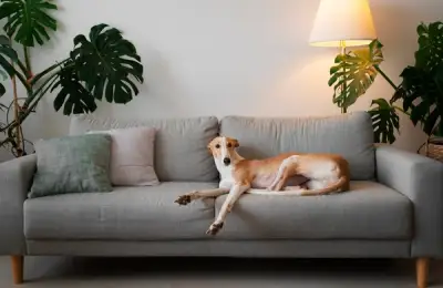 Pet-Friendly Interior Design