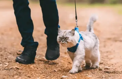 Hammock or Cat Scratching Post: The Complete Guide to Choosing the Perfect Accessory