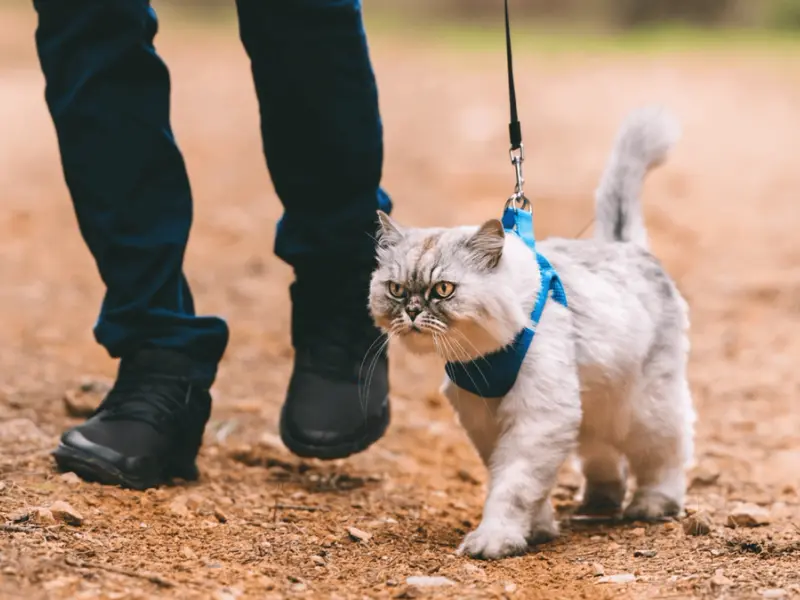 Ham sau zgardă pentru pisici: Ghid complet pentru alegerea accesoriului perfect