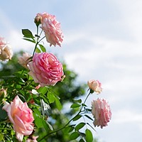 Tipuri de trandafiri de grădină. Eleganță, parfum și culoare în fiecare colț verde