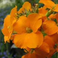 5 flori perene pentru casa si gradina