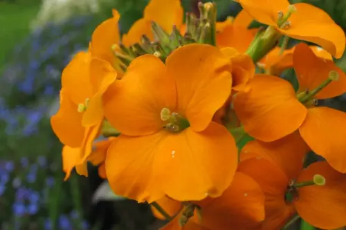 5 flori perene pentru casa si gradina