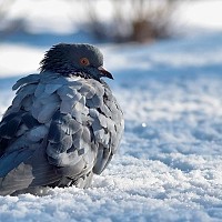 Prognoza meteo, 17 ianuarie. Încă o zi geroasă în România, cu temperaturi mult sub limita suportabilului