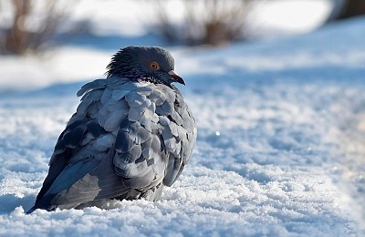 Prognoza meteo, 17 ianuarie. Încă o zi geroasă în România, cu temperaturi mult sub limita suportabilului