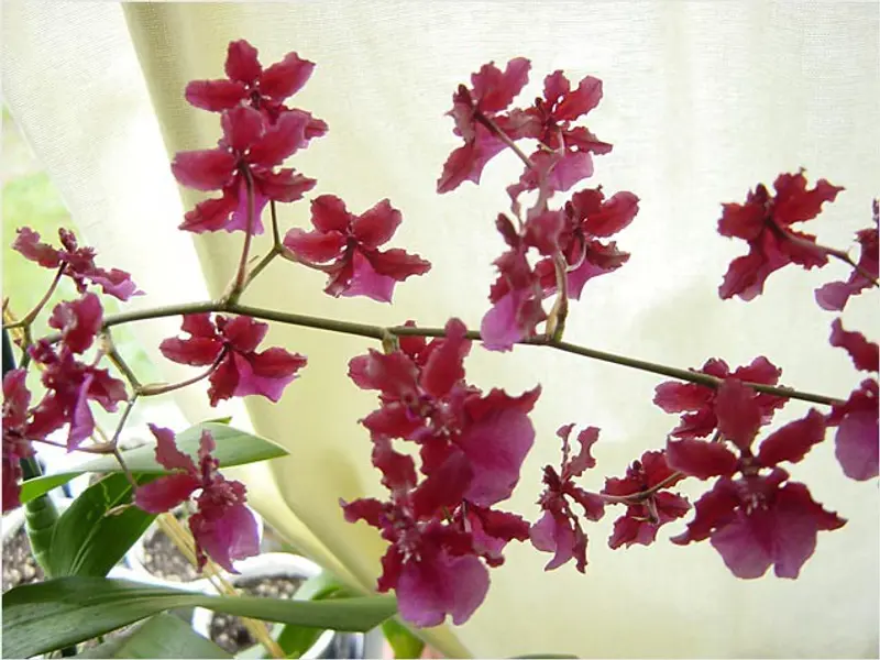 Orhideea – Cum sa ai grija de aceasta floare minunata?