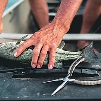 Lanseta feeder vs. lanseta spinning: care e mai potrivită pentru tipul tău de pescuit?