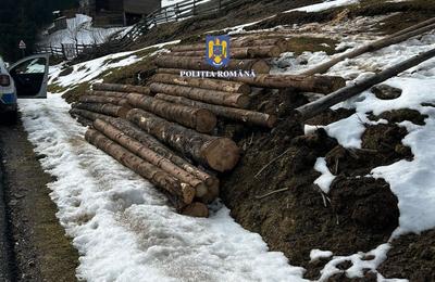 La Cluj au fost confiscate zeci de metri cubi de lemne tăiați ilegal