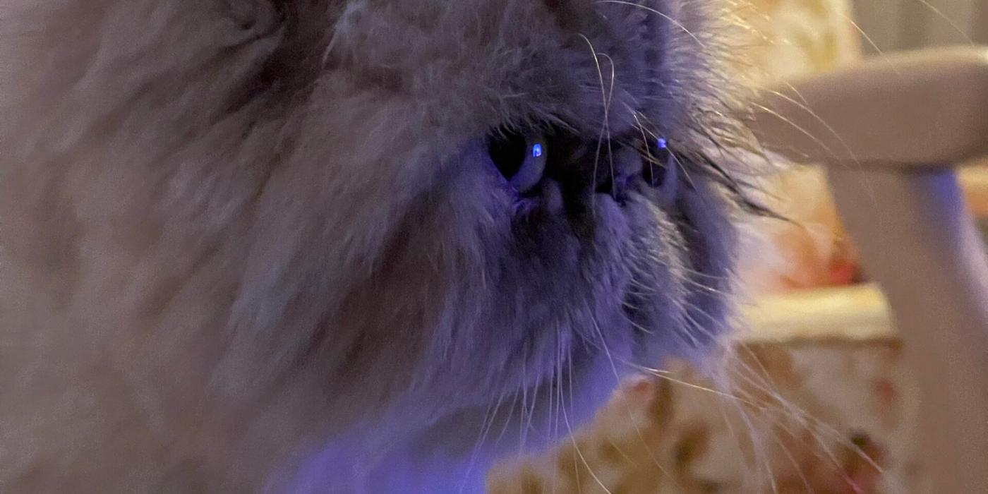 Beneficiile existenței unei pisici în casa ta