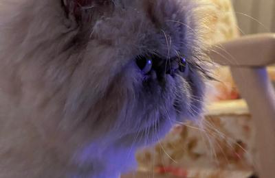 Beneficiile existenței unei pisici în casa ta