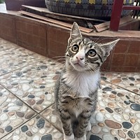 Adopții pisici!