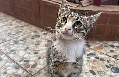 Adopții pisici!