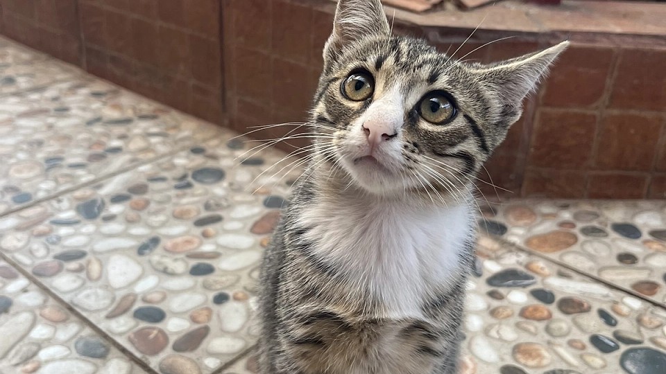 Adopții pisici!