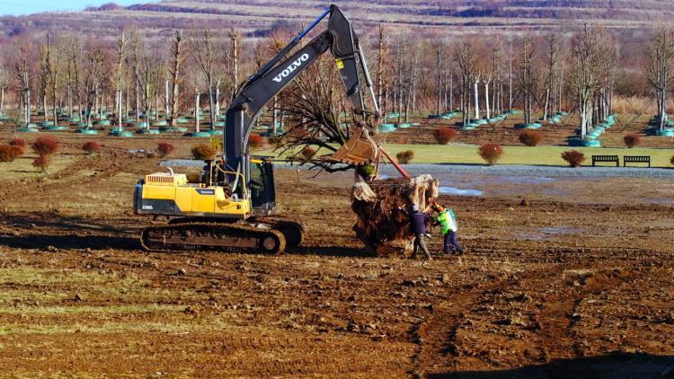 Peste 120 de arbori maturi de pe fosta platformă Carbochim din Piața 1 Mai sunt transplantați în pepiniera IULIUS