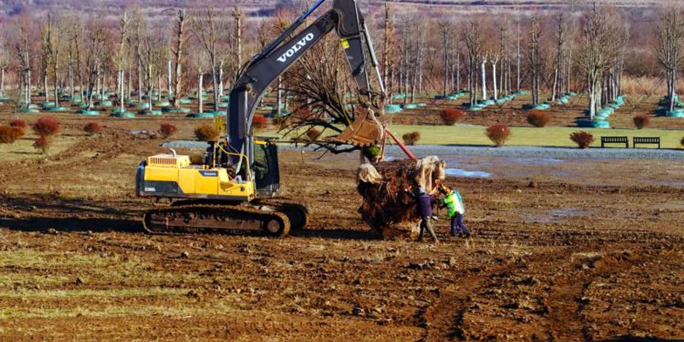 Peste 120 de arbori maturi de pe fosta platformă Carbochim din Piața 1 Mai sunt transplantați în pepiniera IULIUS