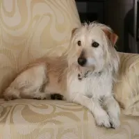 Amenajarea casei pentru câinele tău: cum să creezi un spațiu sigur și confortabil pentru animalul tău