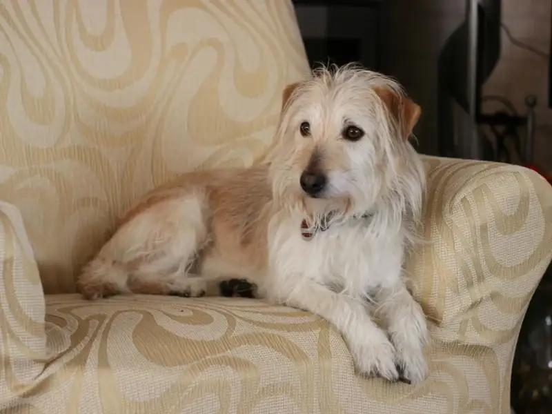 Amenajarea casei pentru câinele tău: cum să creezi un spațiu sigur și confortabil pentru animalul tău