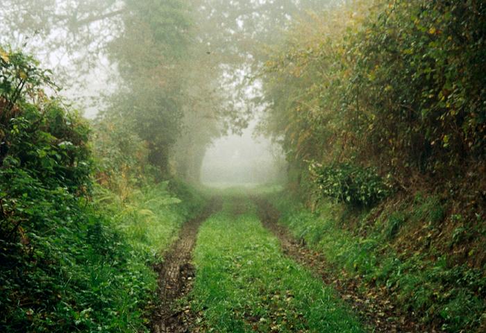 10 arbori infloritori pentru gradina ta