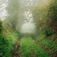 10 arbori infloritori pentru gradina ta